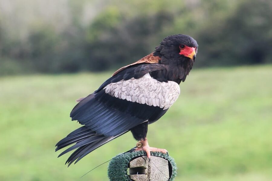 Ballyvaughan: Aillwee Burren Experience Entry Ticket - The Farm Shop brings the day back to County Clare
