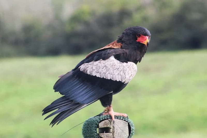 Ballyvaughan: Aillwee Burren Experience Entry Ticket - How much time should you allow?