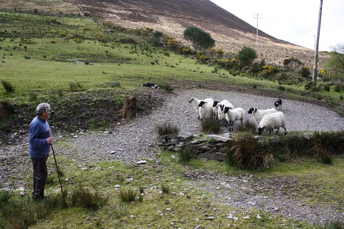 Best Ring of Kerry Tour ex Killarney inc Killarney National Park - Sneem and the colorful middle of the route