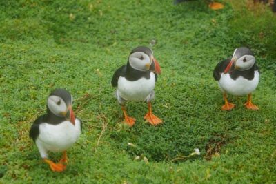 Blasket Island Sea Life Rib Tour,