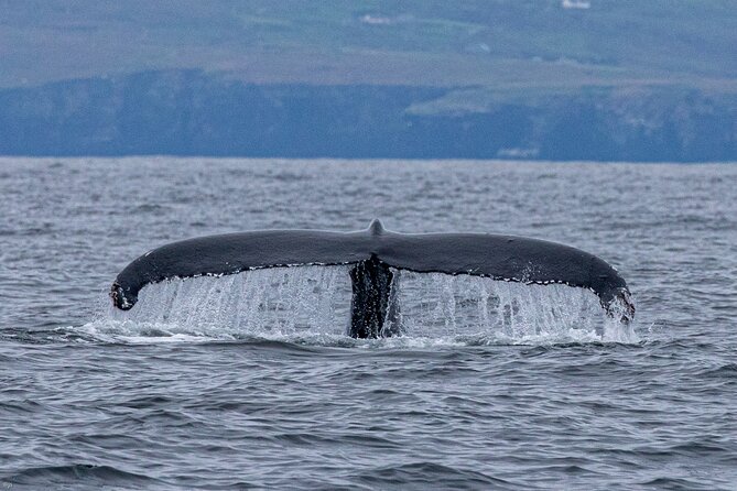 Blasket Island Sea Life Rib Tour, - How much value do you get for $116.14?