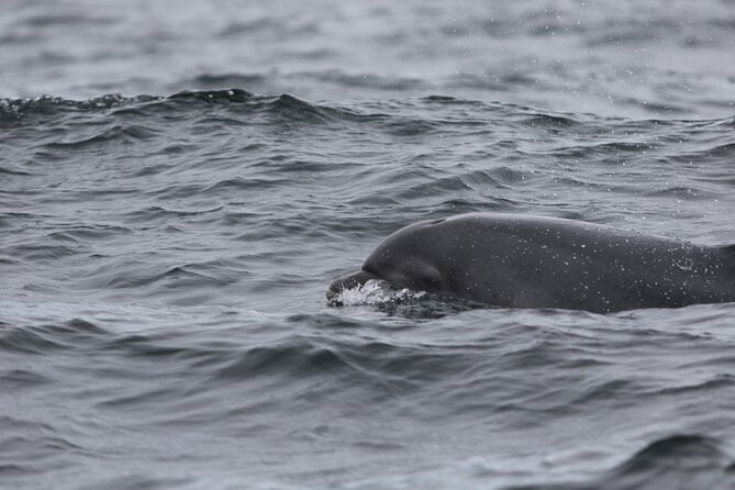 Blasket Island Sea Life Rib Tour, - Who should book this Dingle boat tour?