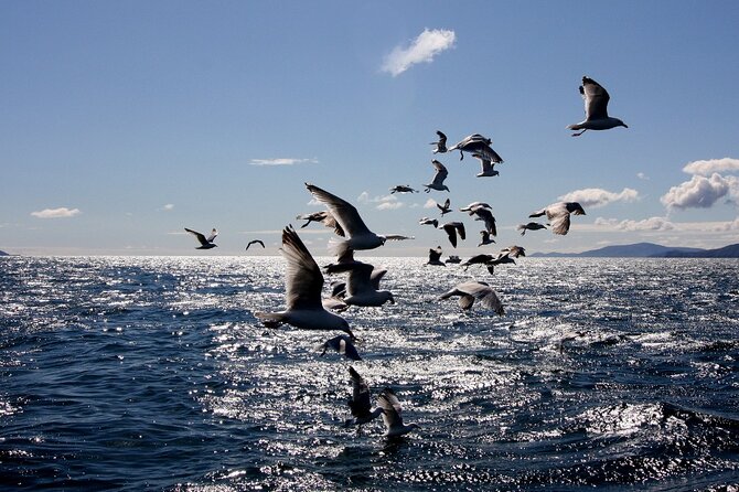 Boat Tour of Dingle Peninsula - Keep an eye out for dolphins