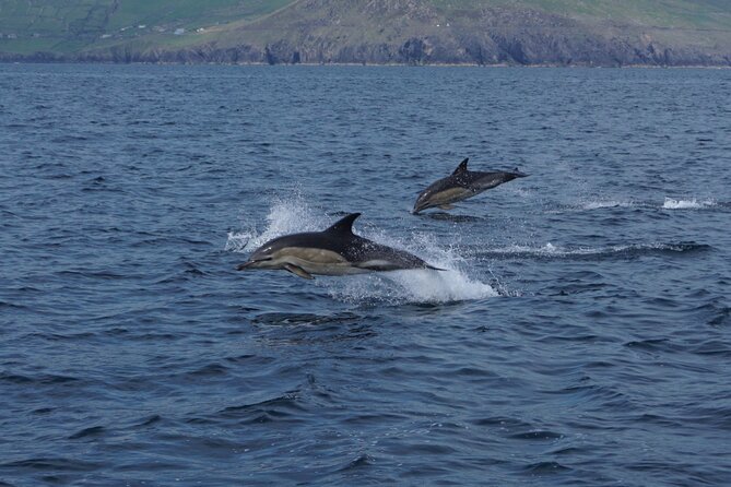 Boat Tour of Dingle Peninsula - The commentary adds more than scenery