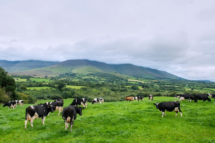 Cliffs of Moher and Blarney 2-Day Tour from Dublin - Blarney Castle is more than a famous stone
