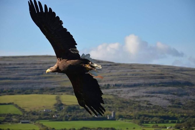 Cliffs of Moher & Burren Day Tour with a 2 hour stop at Cliffs - Lunch at Hotel Doolin