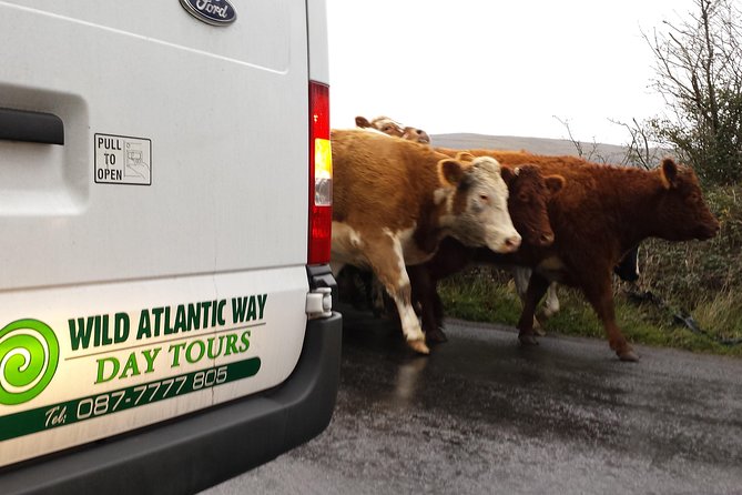Cliffs of Moher & Burren Day Tour with a 2 hour stop at Cliffs - Guides, driving, and group size
