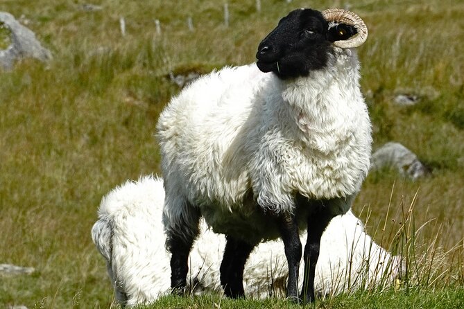 Connemara Day Trip Including Leenane Village and Kylemore Abbey from Galway - Two hours at Kylemore Abbey and the Victorian Walled Garden