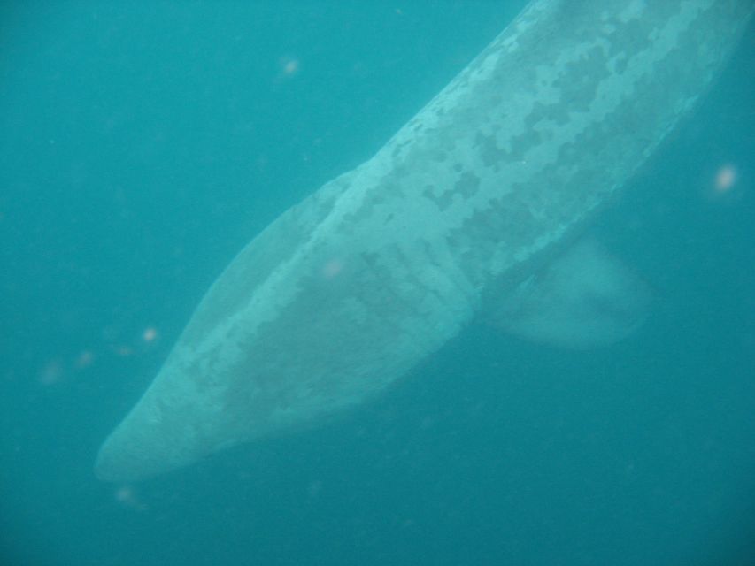 County Cork: Whale & Dolphin Watching Boat Trip - Key points to know before you go
