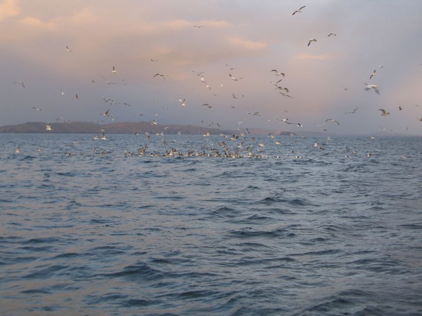 County Cork: Whale & Dolphin Watching Boat Trip - Who will enjoy this boat trip most?