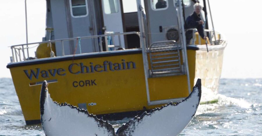County Cork: Whale & Dolphin Watching Boat Trip - Leaving Baltimore on the Wave Chieftain