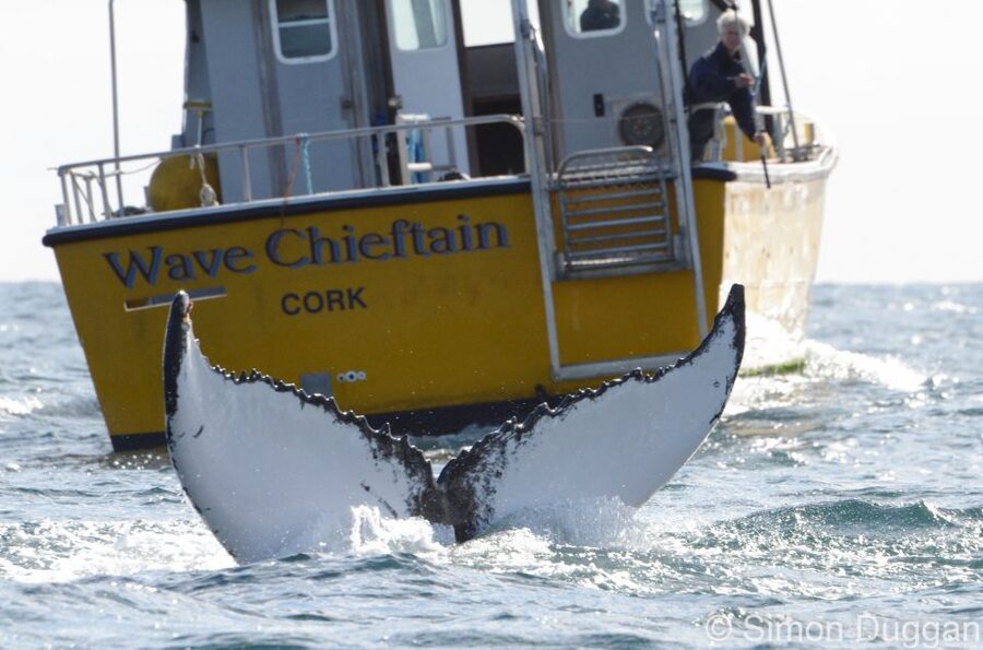 County Cork: Whale & Dolphin Watching Boat Trip - The possibility of minke, fin, and humpback whales