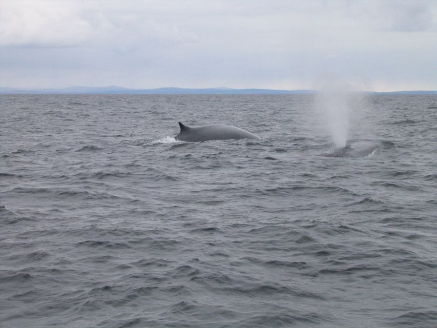 County Cork: Whale & Dolphin Watching Boat Trip - Sunfish and basking sharks in the warmer season