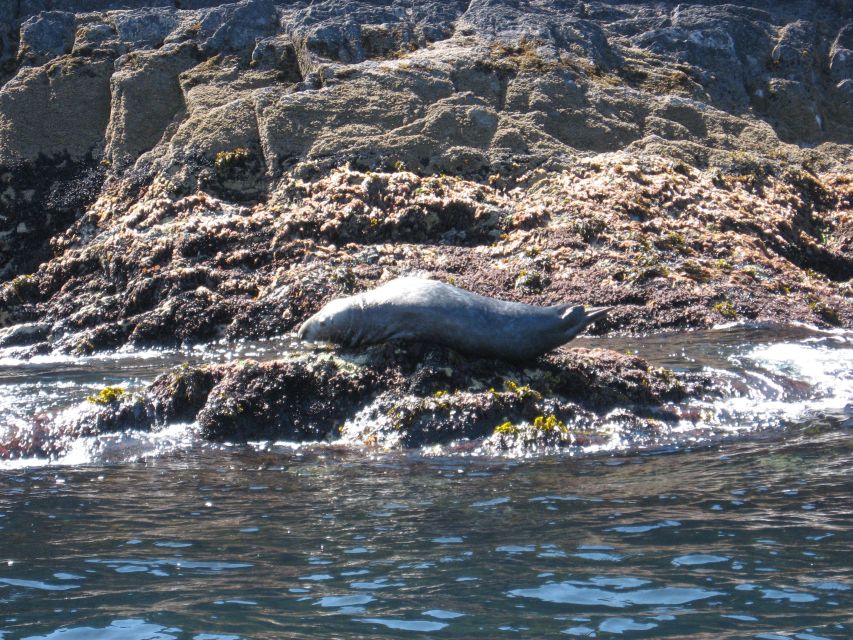 County Cork: Whale & Dolphin Watching Boat Trip - Why the skipper makes a difference