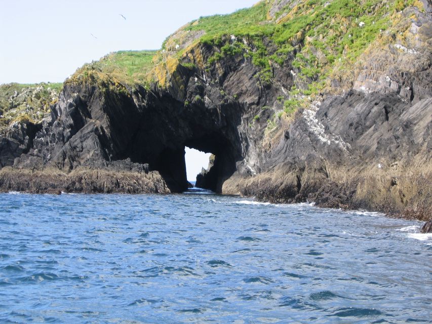 County Cork: Whale & Dolphin Watching Boat Trip - What the $51 price gives you