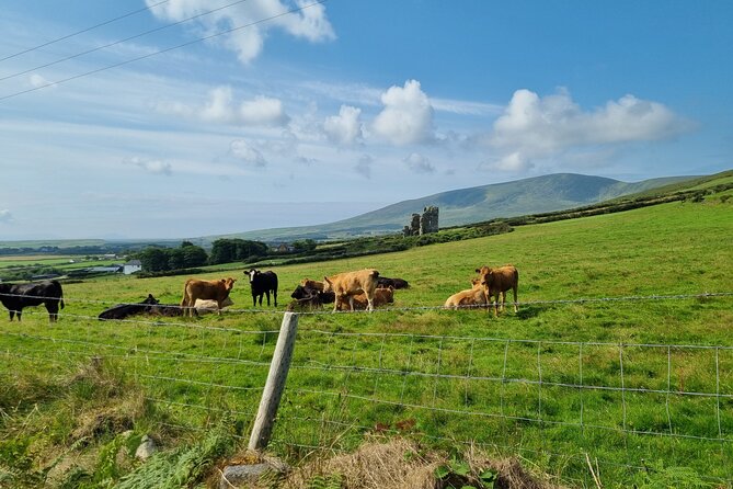 Dingle: Hour Slea Head Drive Tour 4hr - Personal Chauffeur Guide - Fahan beehive huts and a baby lamb