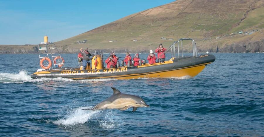 Dingle: Sea Safari by RIB Boat - Key points to know before booking