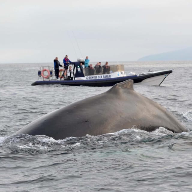 Dingle: Sea Safari by RIB Boat - Watching for seals, dolphins, and seabirds