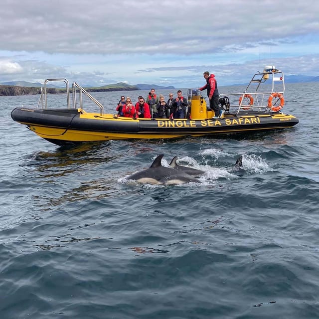 Dingle: Sea Safari by RIB Boat - Who will enjoy this RIB trip most