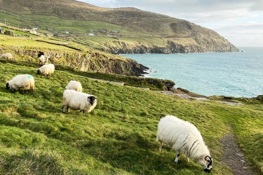 Dingle: Slea Head Photo And Sightseeing Tour - Practical booking advice for a smooth half-day