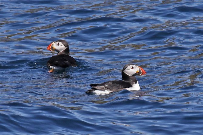 Dolphin and Whale Watching Tour from Dingle - Quick reasons to consider this Ventry Harbour cruise