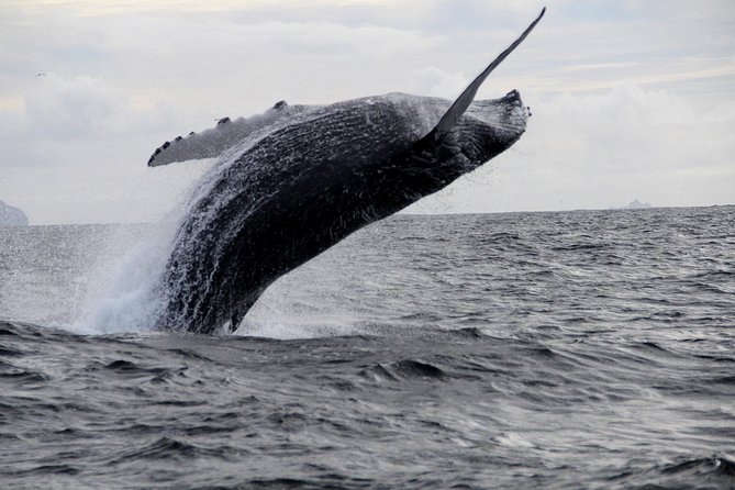 Dolphin and Whale Watching Tour from Dingle - What to pack for the Blasket Princess
