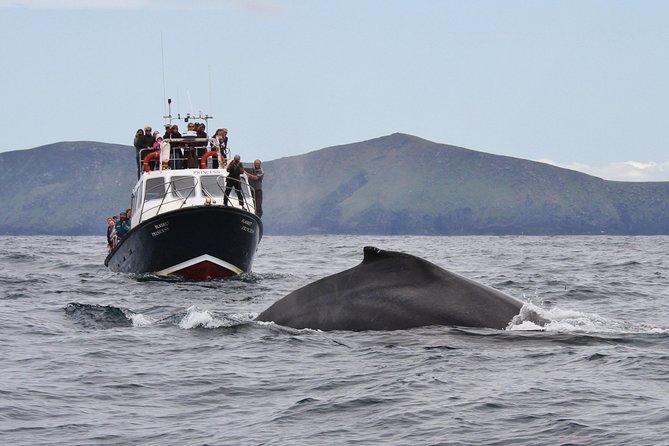 Dolphin and Whale Watching Tour from Dingle - What you can see around Dingle Bay