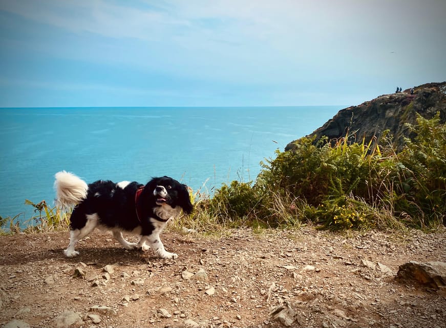 Dublin: Dublin Coastal Hike and Pints & Puppies - Booking details that matter