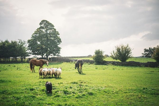Dublin: Glendalough, Wicklow, Kilkenny and Sheepdog demonstration - Key points to know before you book
