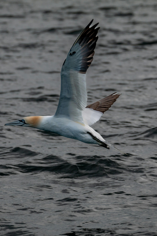 Dublin: History and Wildlife Boat Tour with Live Commentary - Key points to know before booking