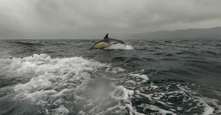 Dublin: History and Wildlife Boat Tour with Live Commentary - What this Dublin Bay boat ride is really like