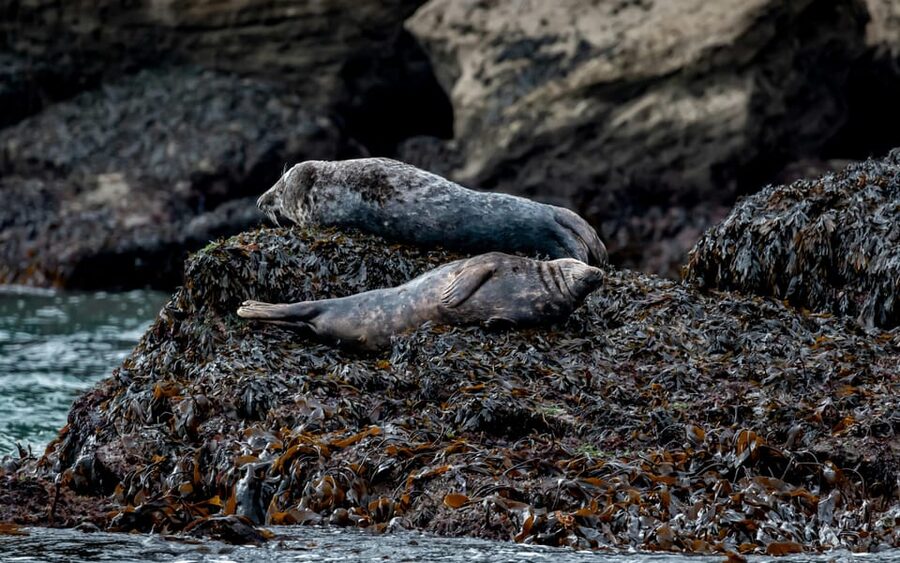 Dublin: History and Wildlife Boat Tour with Live Commentary - Coastal mansions and local legends