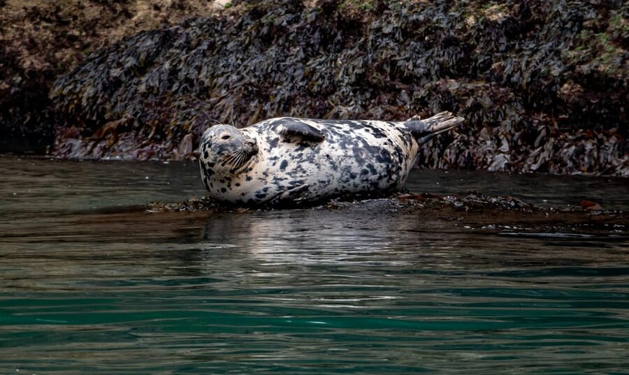 Dublin: History and Wildlife Boat Tour with Live Commentary - Leaving Dun Laoghaire Harbour