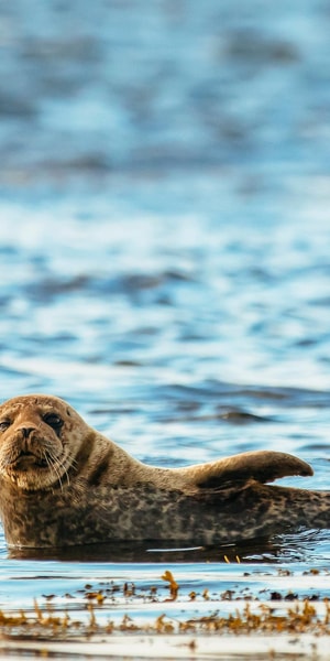 Dublin: Howth Coastal Boat Tour - Seals, seabirds, and the luck of the tide