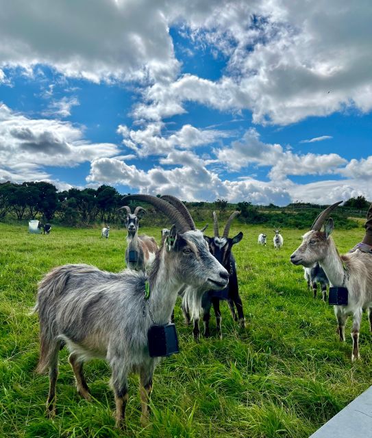 Dublin: Howth Safari Hiking Tour - Martello Tower Sutton and Howth’s coastal defenses