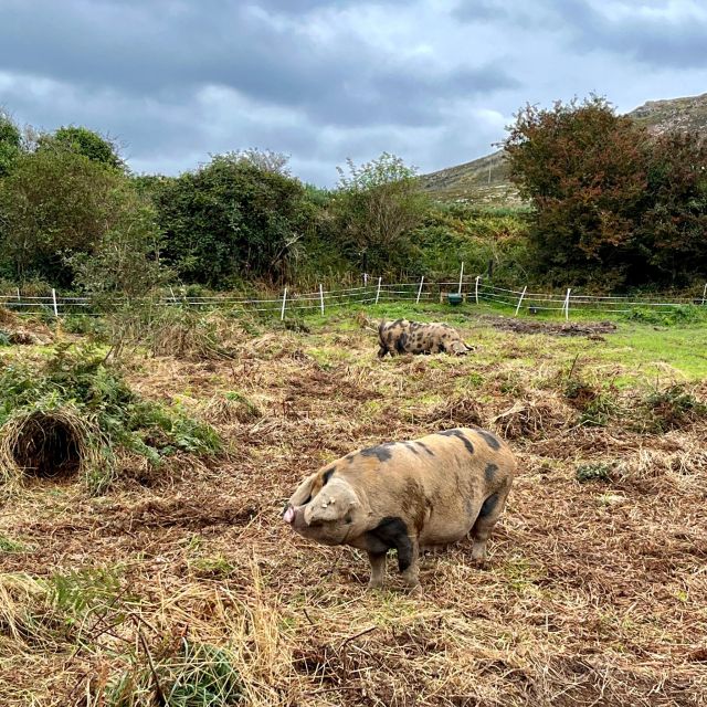 Dublin: Howth Safari Hiking Tour - What the guides add to the day