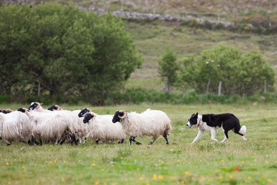 Dublin: Kilkenny, Wicklow & Glendalough Tour & Sheepdog Show - Why this Dublin day trip works