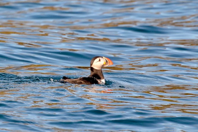 Exhilarating Rib experience - Dingle sea safari - What makes this Dingle boat trip worth considering