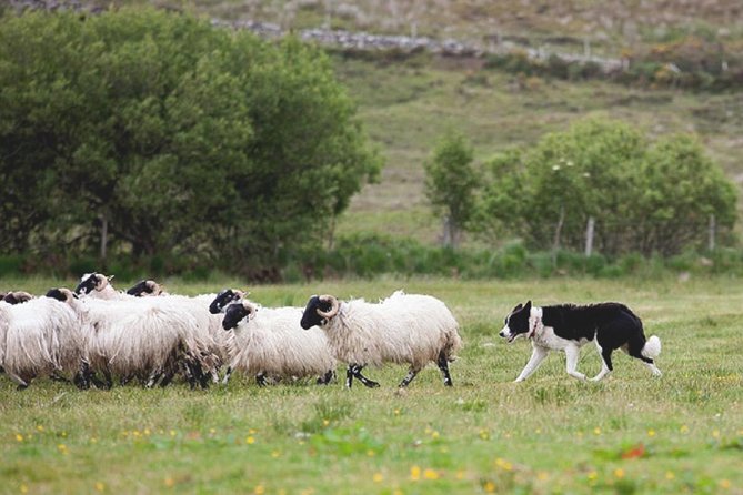 From Dublin: Wicklow, Glendalough, Waterfall & Sheepdog Demo - What the guides add to the day