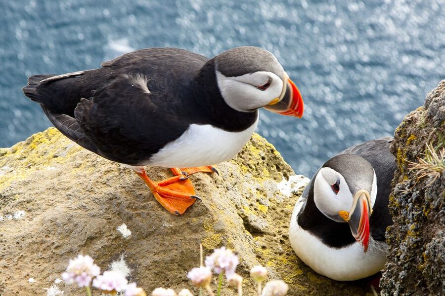 From Galway: Cliffs of Moher Half-Day Express Trip - Practical advice for a smoother visit
