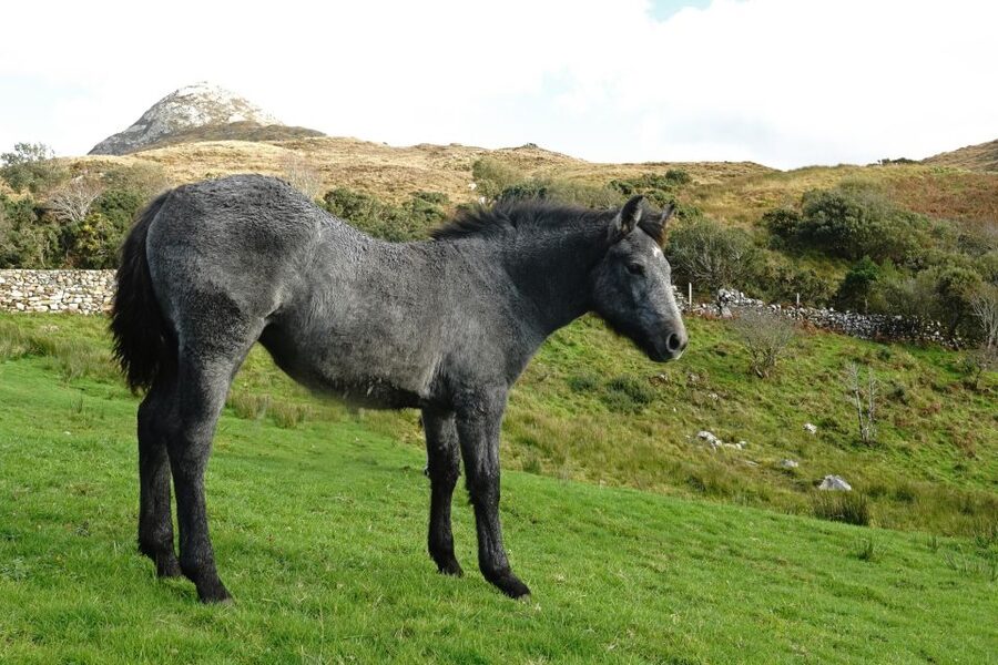 From Galway: Connemara National Park Full Day Tour - My practical advice for the day