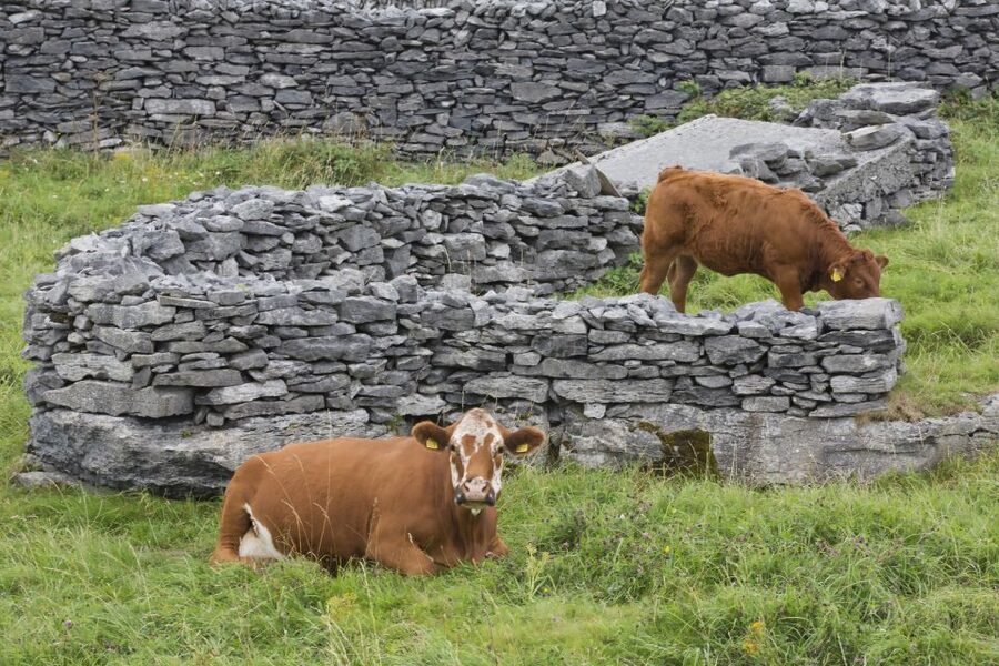 Galway: Cliffs Cruise, Aran Islands & Connemara Day Tour - The Cliffs of Moher from below
