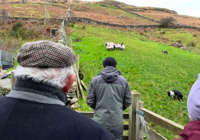 Galway: Connemara, Sheepdog Show and Medieval Castle Tour - The sheepdog demonstration with farmer Joe
