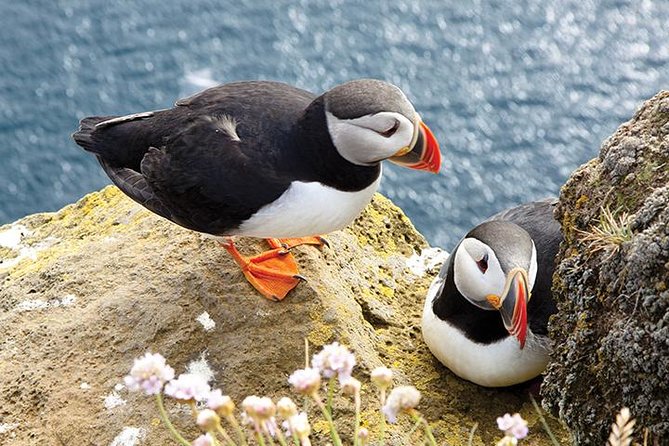 Galway to Cliffs of Moher, Aillwee Cave & Dunguaire Castle Tour - Who should book this Galway excursion?