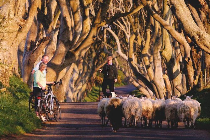 Giant's Causeway Day Tour from Dublin - The Giants Causeway: the main event
