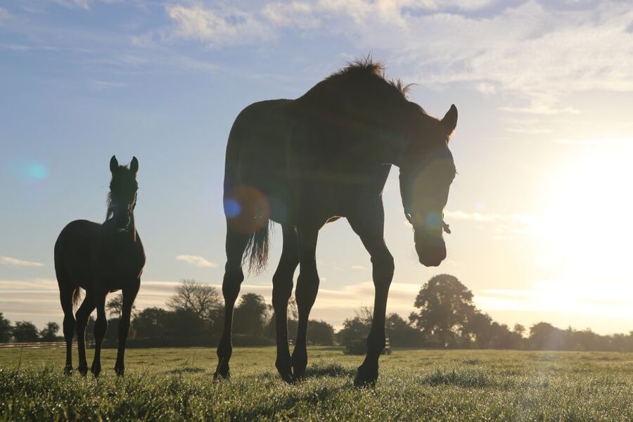 Kildare: Irish National Stud & Gardens - Why Kildare’s National Stud is worth your time