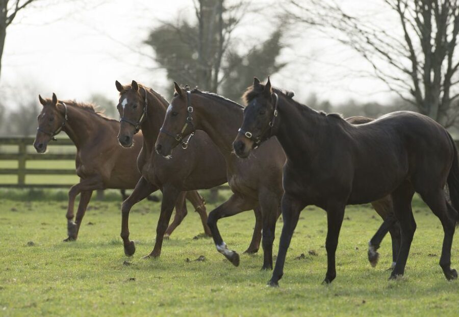 Kildare: Irish National Stud & Gardens - Find the Irish character of St Fiachra’s Garden