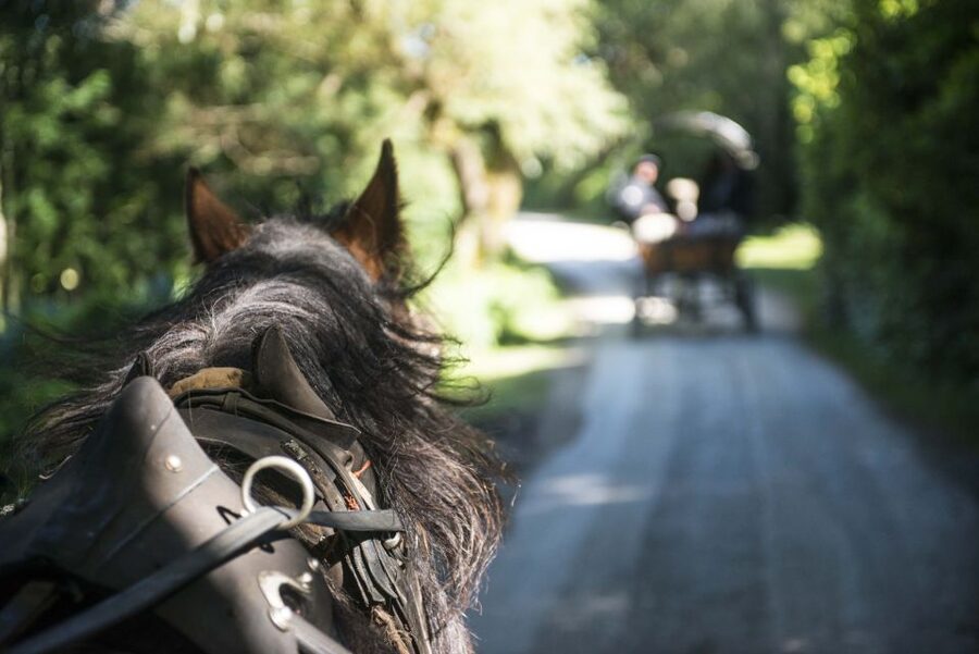 Killarney: 1-Hour Jaunting Car Horse and Carriage Tour - Who should book this one-hour ride?