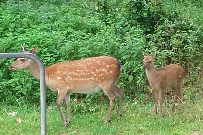 Killarney National Park Tour - Starting at Deenagh Lodge