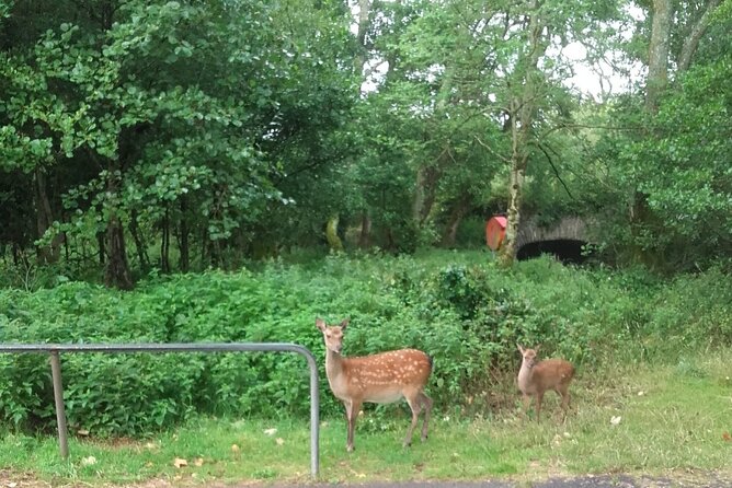 Killarney National Park Tour - Ross Castle and the first photo choice